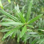 Podocarpus latifolius Leaf