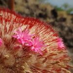 Melocactus intortus Çiçek