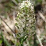 Lepidium hirtum Fruitua