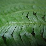 Pteris pteridioides Folio