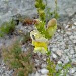 Antirrhinum latifoliumLorea