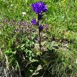 Campanula glomerata Hábito