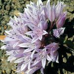 Allium siskiyouense Virág