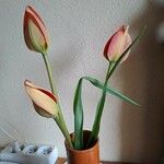 Tulipa raddii Λουλούδι