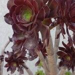 Aeonium decorumLiść