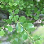 Maytenus procumbens Leaf