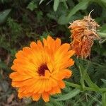 Calendula stellata Blüte