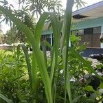 Panicum maximum Hoja