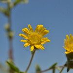 Pulicaria arabica പുഷ്പം