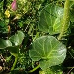 Calystegia soldanella ഇല