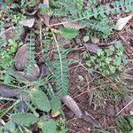 Astragalus hamosus Leaf