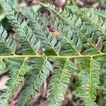 Polystichum aculeatum Blad