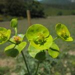 Euphorbia biumbellata Fleur