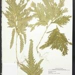 Selaginella parkeri Flor