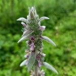 Stachys germanicaFlower