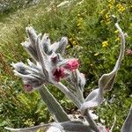 Cynoglossum magellense Flor