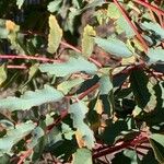 Marcetella moquiniana Likasa