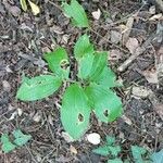 Polygonatum latifolium 葉