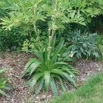 Eryngium agavifolium ഇല