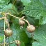 Rubus odoratus Fruit