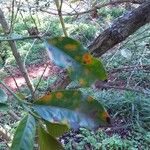 Coffea arabica Leaf