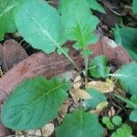 Youngia japonica Leaf