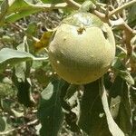 Solanum lycocarpum 果実