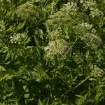 Sium latifolium Hoja