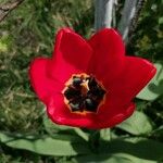 Tulipa raddii Квітка