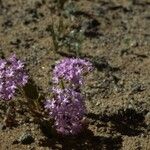 Abronia pogonantha Habit