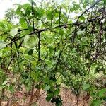 Pisonia aculeata आदत