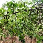 Pisonia aculeata Облик