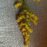 Solidago nemoralis Kukka