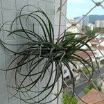 Tillandsia pohliana 整株植物