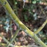 Acacia podalyriifolia Bark