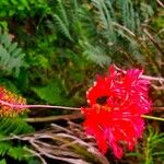 Hibiscus schizopetalus Cvet