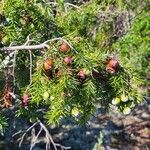 Juniperus oxycedrusFruit