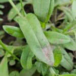 Myosotis arvensis Leaf