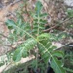 Boswellia sacra Leaf