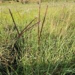 Ischaemum afrum Flower