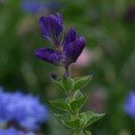 Salvia viridis Other
