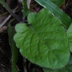 Youngia japonica Leaf