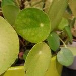 Pilea peperomioides Blad