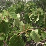 Ficus abutilifolia Blad