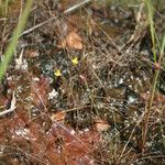 Utricularia subulata Hábito