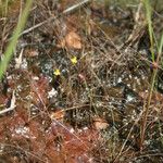 Utricularia subulata Hàbitat