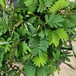 Mimosa pudicaFrunză