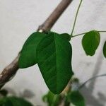 Clitoria ternatea Leaf