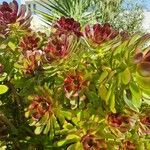 Aeonium arboreum Deilen