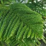 Araucaria nemorosa برگ